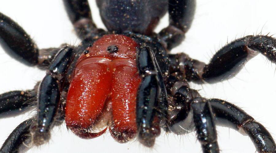 Red-headed Mouse Spider (Missulena occatoria)