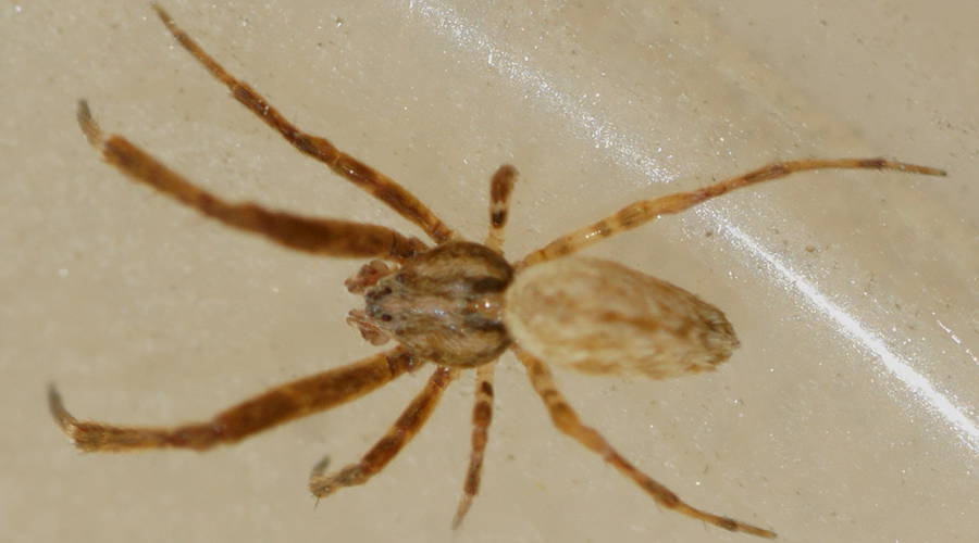 Venomless Spider (Miagrammopes sp)