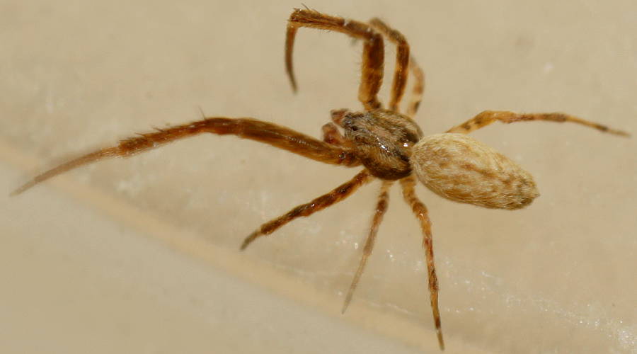 Venomless Spider (Miagrammopes sp)
