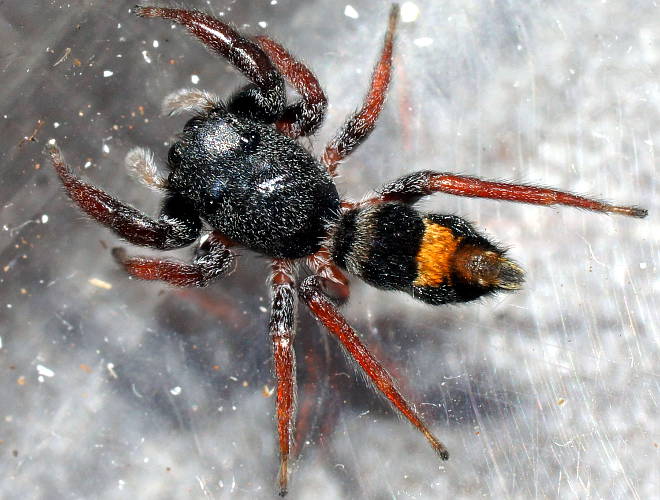 Jovial Jumping Spider (Apricia cf jovialis)
