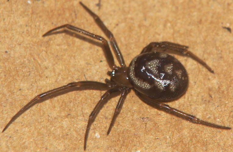 Cupboard Spider (Steatoda cf grossa)