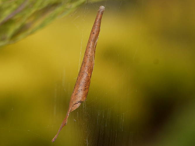 Leaf curling Spider (Phonognatha graeffei)