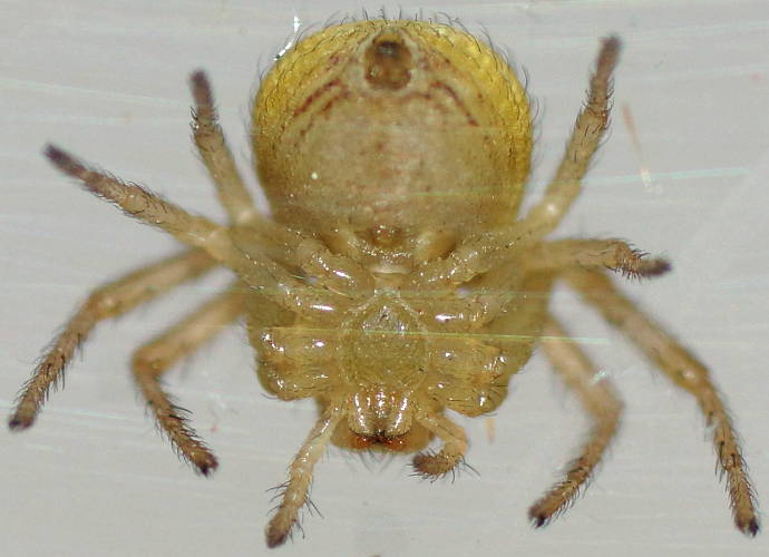 Rotund Flower Spider (Tharrhalea sp ES01)