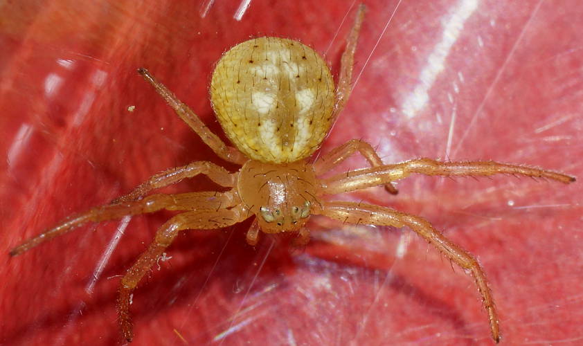 Rotund Flower Spider (Tharrhalea sp ES01)