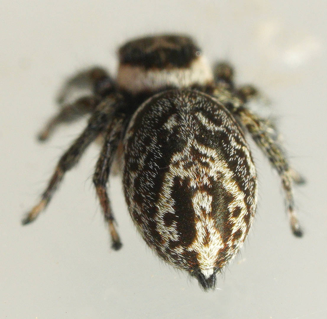 White-banded Jumping Spider (Hypoblemum griseum)