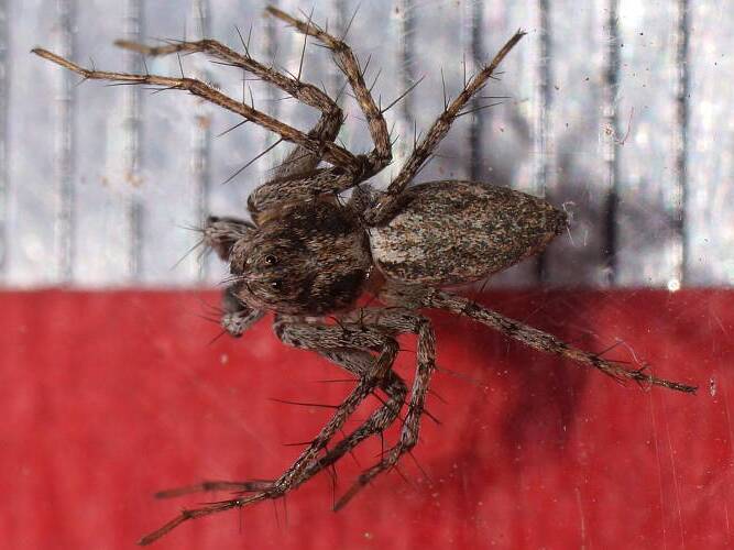Variable Lynx Spider (Oxyopes cf variabilis)