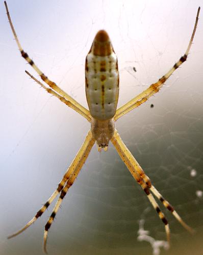 Long-tailed Orb-weaving Spider (Argiope protensa)