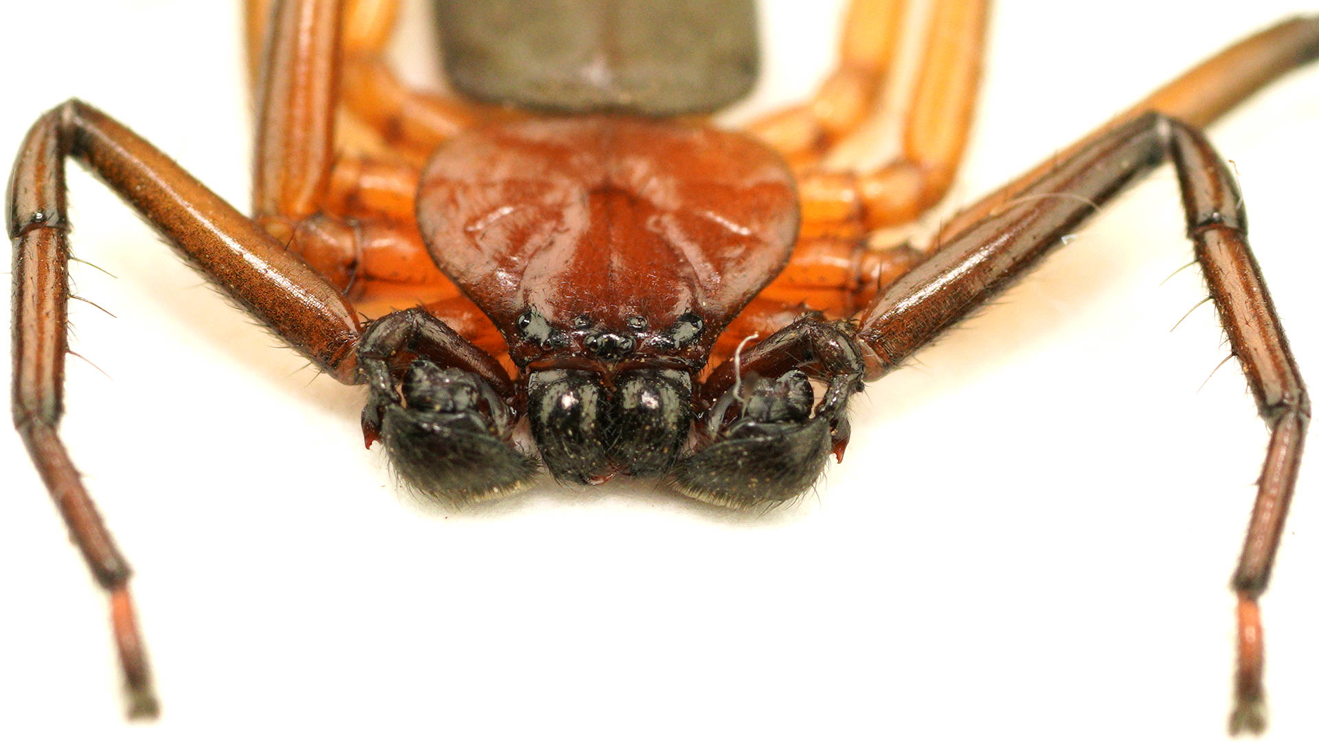 Red Flat Spider (Platorish gelorup)