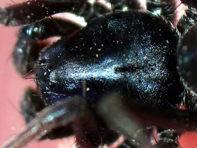 Metallic Blue Ant Spider (Habronestes sp ES01)