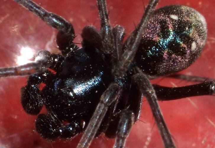 Metallic Blue Ant Spider (Habronestes sp ES01)
