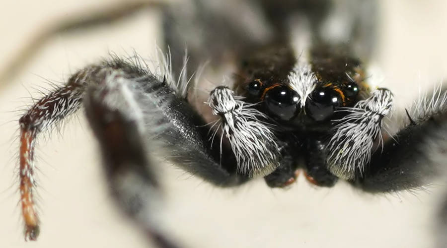 Black & White Jumping Spider (Paraplatoides sp)