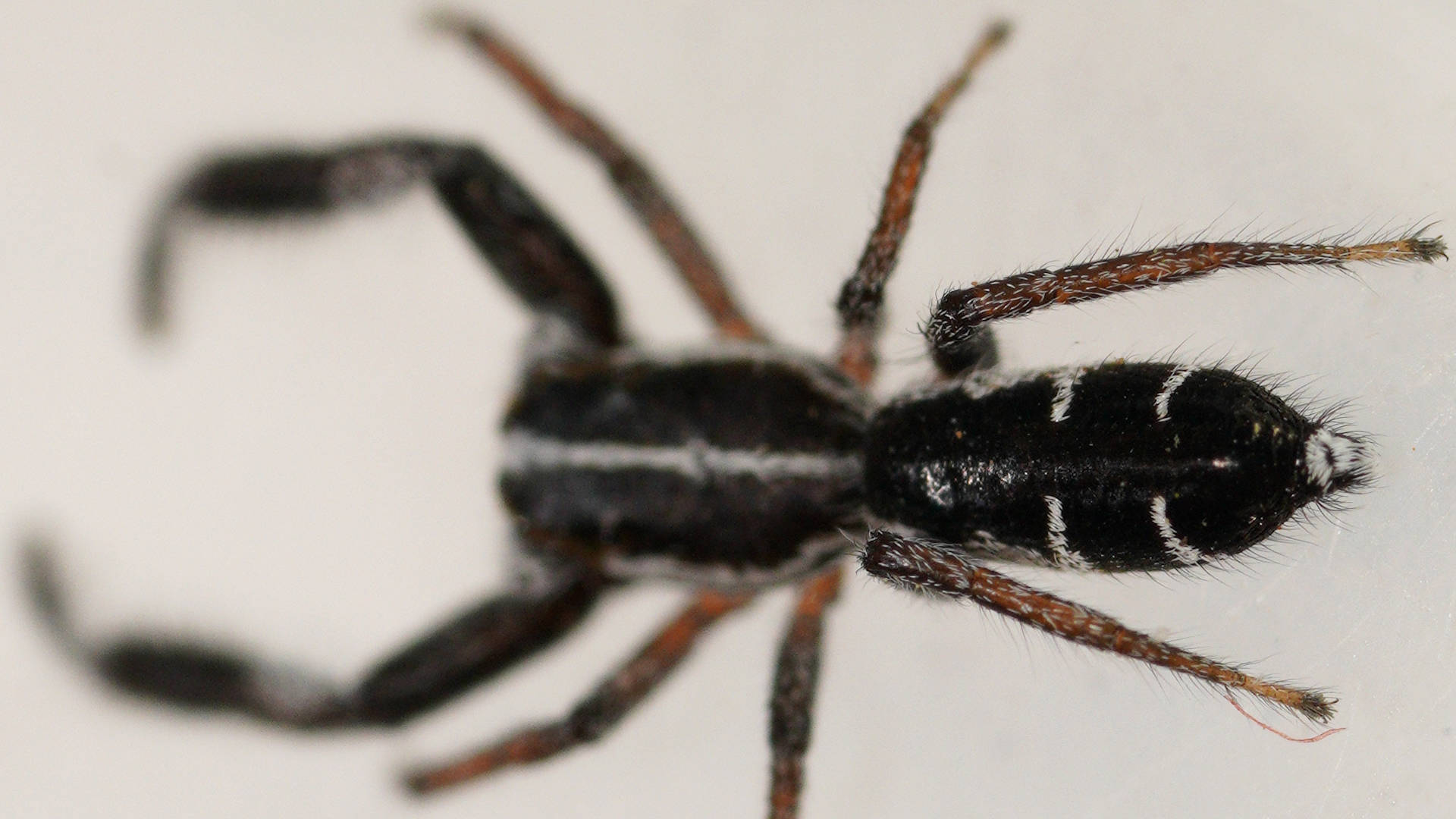 Black & White Jumping Spider (Paraplatoides sp)