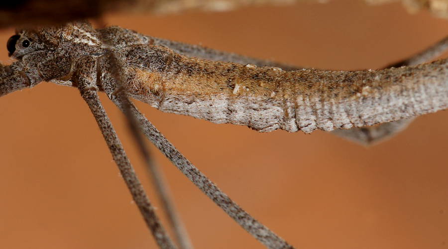 Net-casting Spider (Deinopis subrufa)