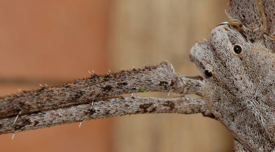 Net-casting Spider (Deinopis subrufa)