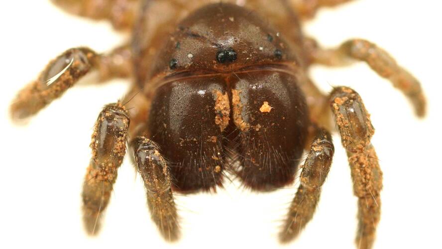 Brown Mouse Spider (Missulena sp ES02)