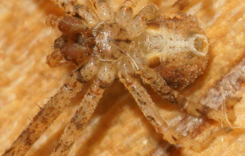 Undescribed Crab Spider (Sidymella sp ES01)
