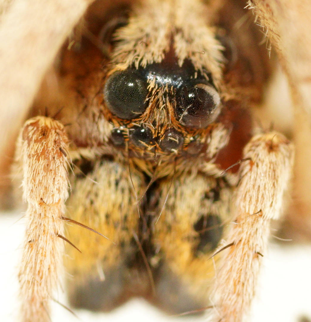 Banded Wolf Spider (Lycosidae sp ES06)