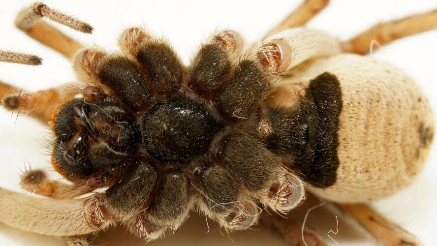 Banded Wolf Spider (Lycosidae sp ES06)