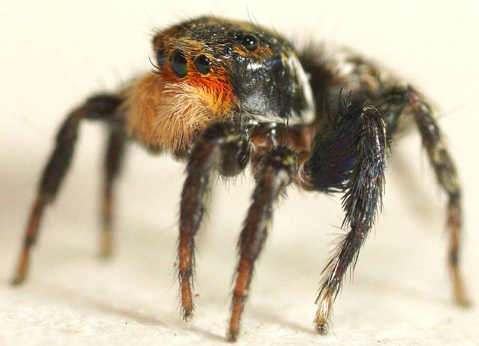 Red-faced Jumping Spider (Saitis sp)