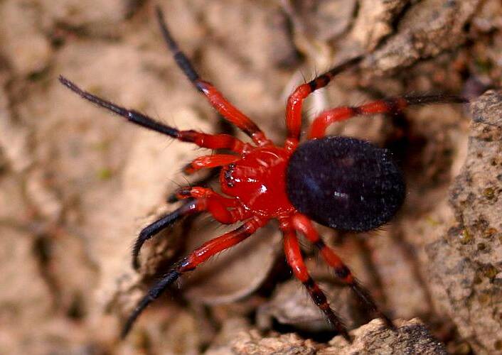 Red & Black Spider (Nicodamidae sp)
