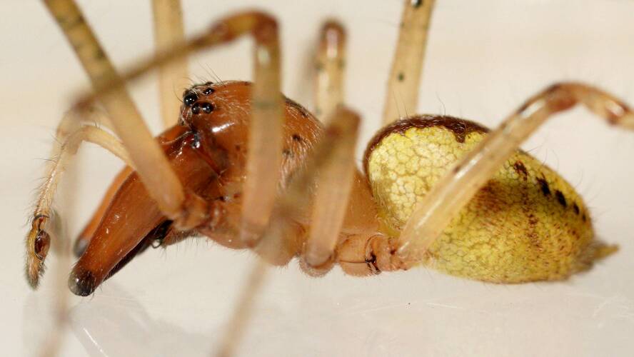 Yellow Long-legged Sac Spider (Cheiracanthium sp ES03)