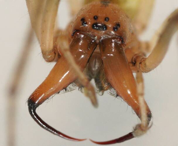 Yellow Long-legged Sac Spider (Cheiracanthium sp ES03)
