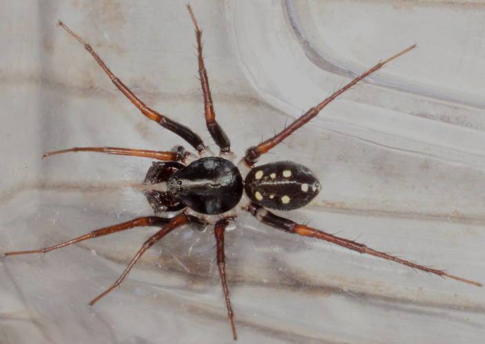 Ant Spider (Habronestes cf hunti)