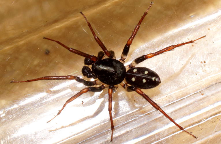 Ant-eating Spider (Habronestes cf pictus)