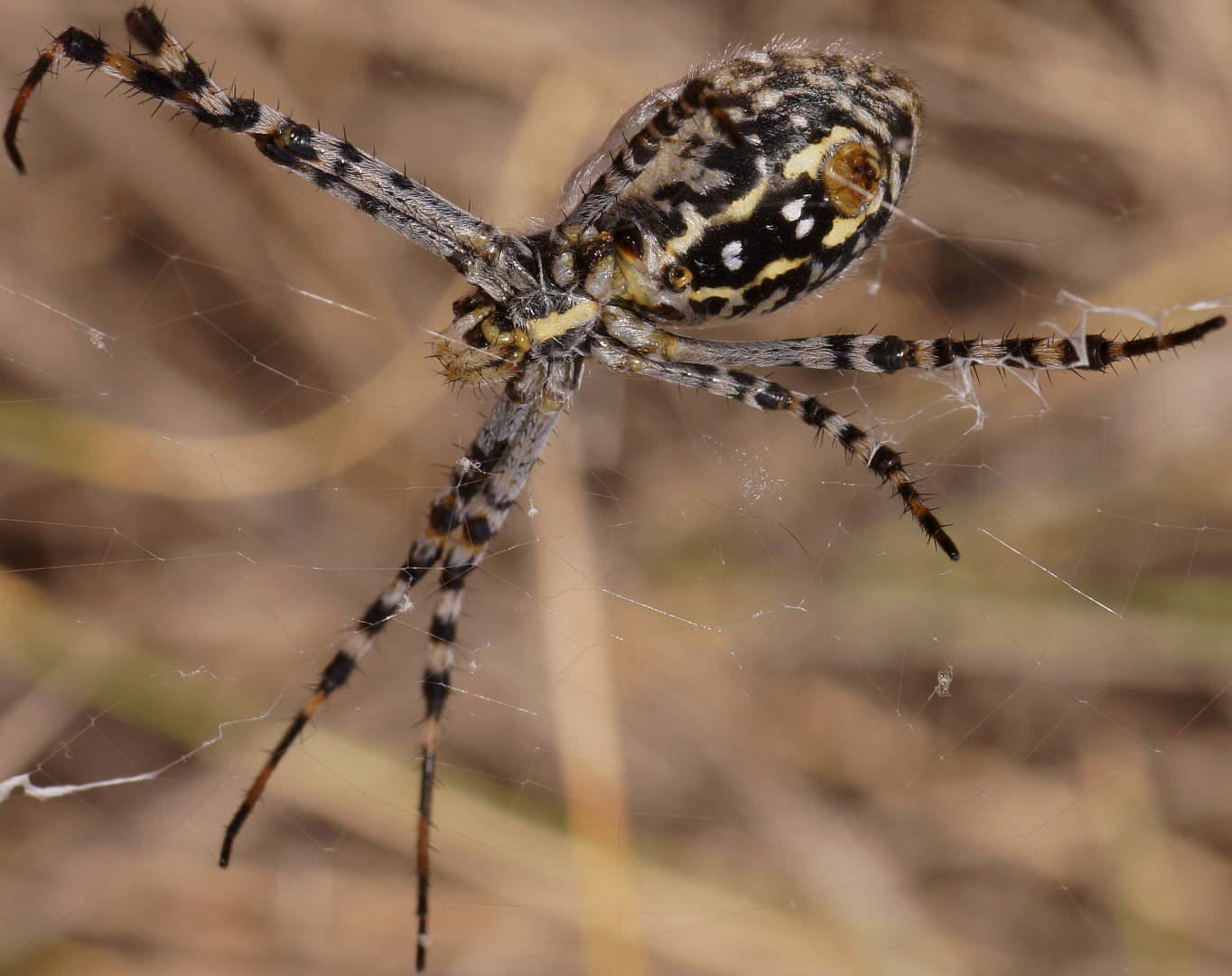 Banded Orb Spider (Argiope trifasciata)