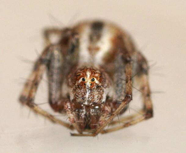 Charming Lynx Spider (Oxyopes amoenus)
