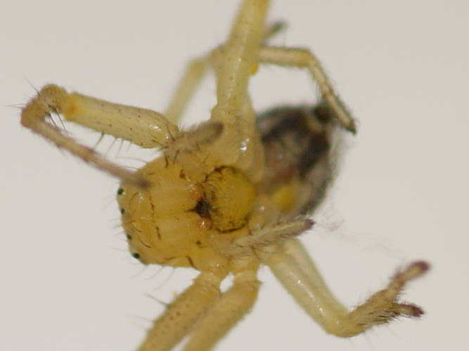 Pointed Flower Spider (Tharrhalea sp ES02)
