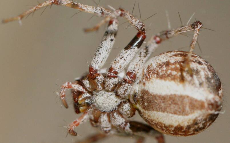 Charming Lynx Spider (Oxyopes amoenus)