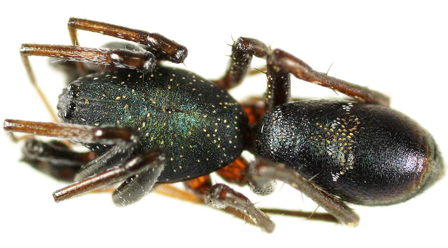 Green-head Ant Mimic (Poecilipta sp)