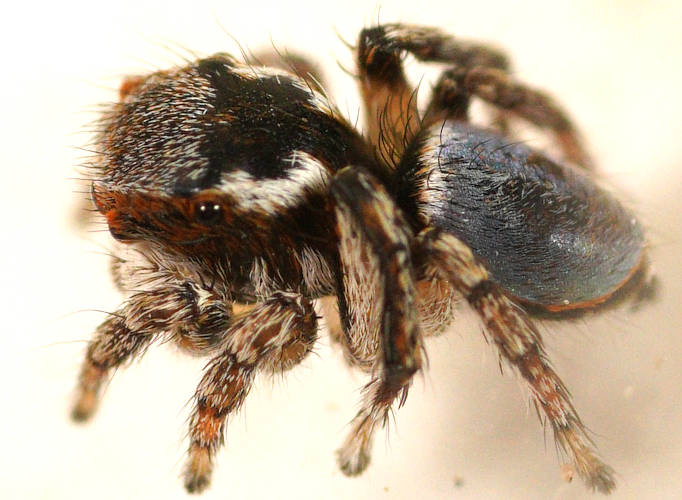 Unusual Peacock Spider (Maratus anomalus)