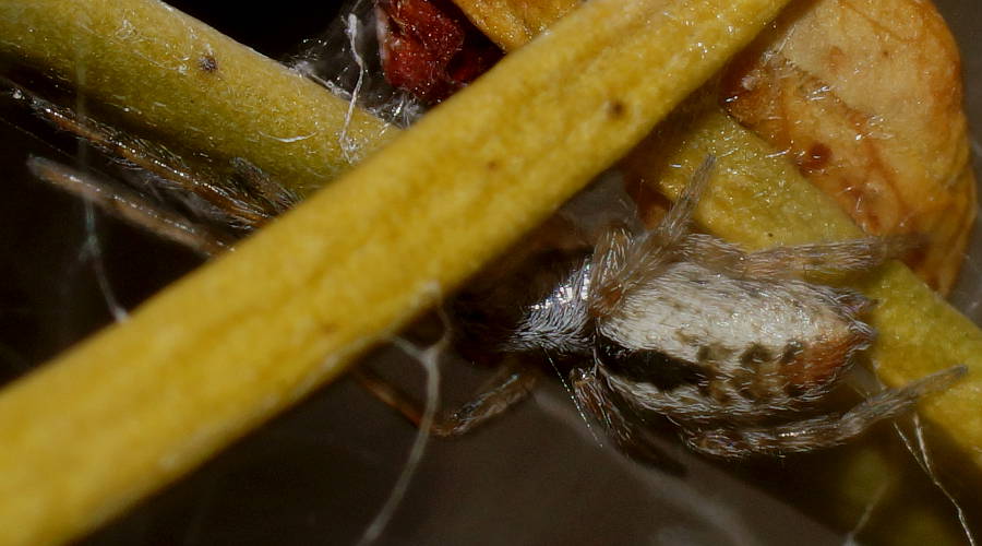 Foliage Webbing Spider (Phryganoporus cf candidus)
