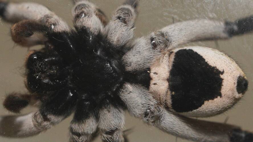 Union Jack Wolf Spider (Tasmanicosa harmsi)