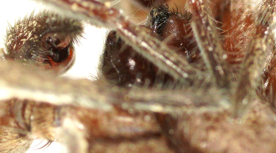 Wishbone Ground Spider (Gnaphosidae sp ES04)