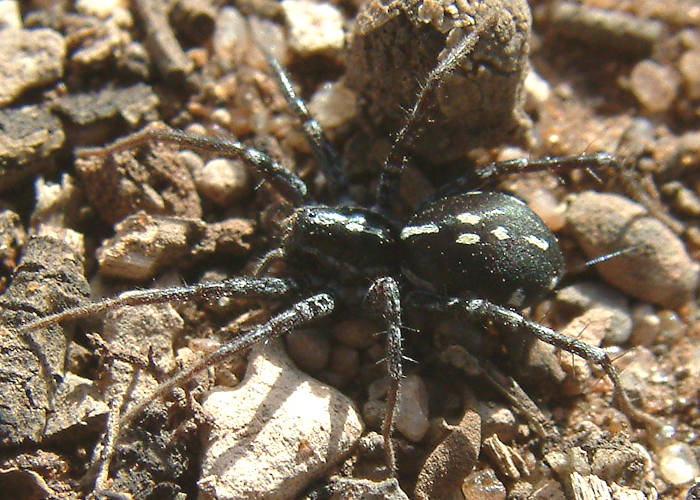 Black Swift Spider (Nyssus sp ES01)