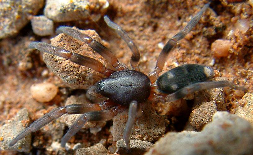 White-tailed Spider (Lampona cf cylindrata)